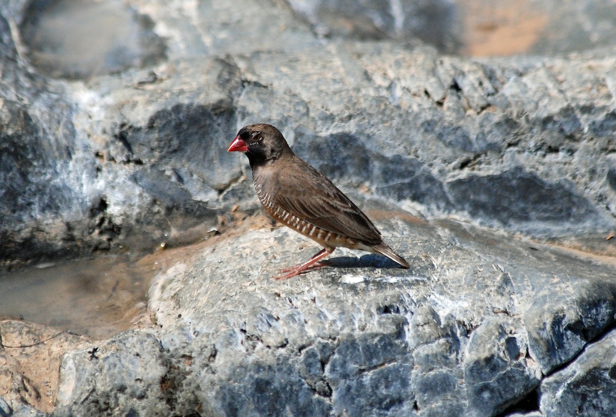 Quailfinch (Black-faced) - Nigel Voaden