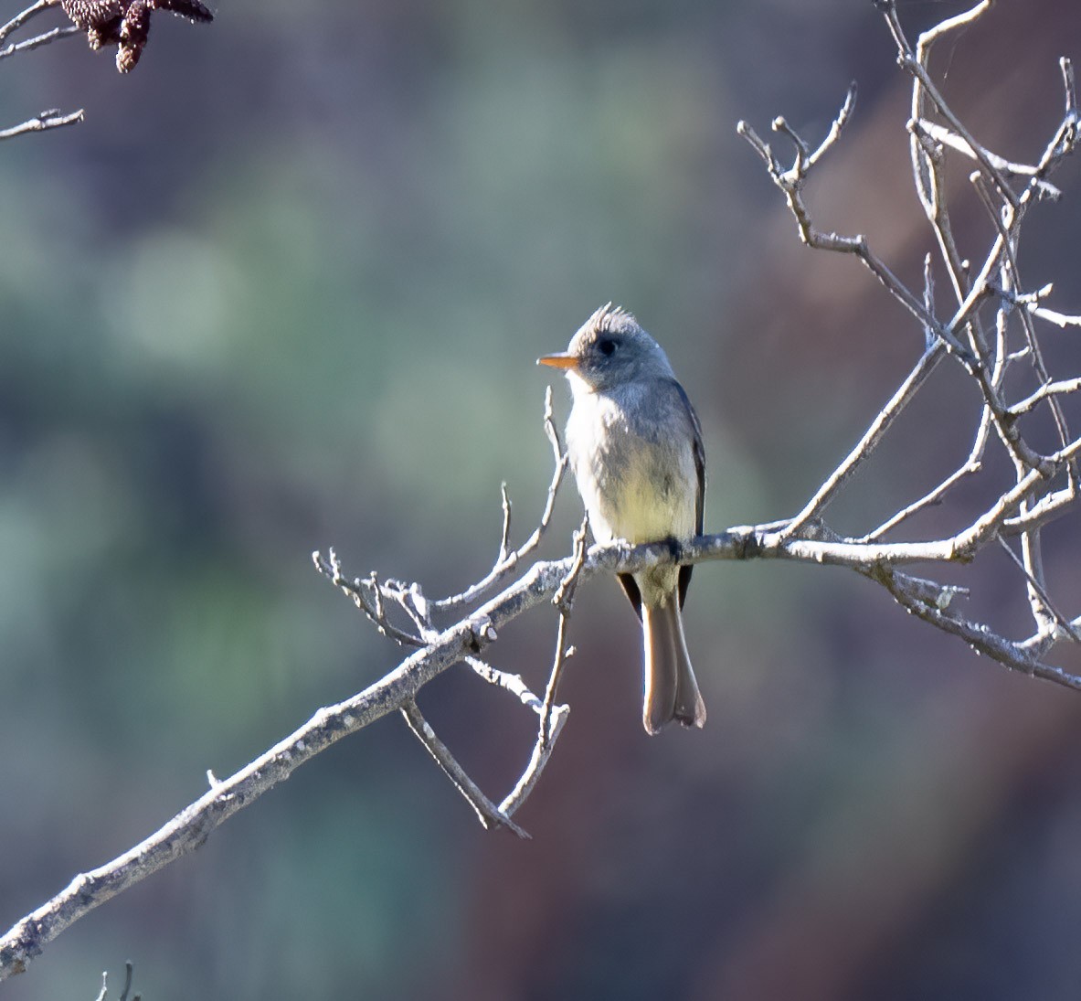 Greater Pewee - ML452804061