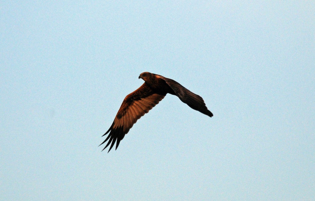 Western Marsh Harrier - ML45280501