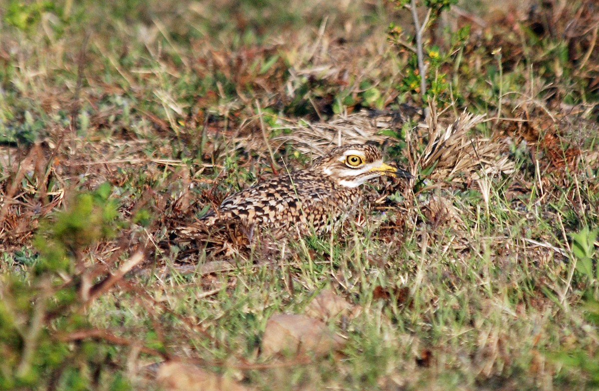 Spotted Thick-knee - ML45280521