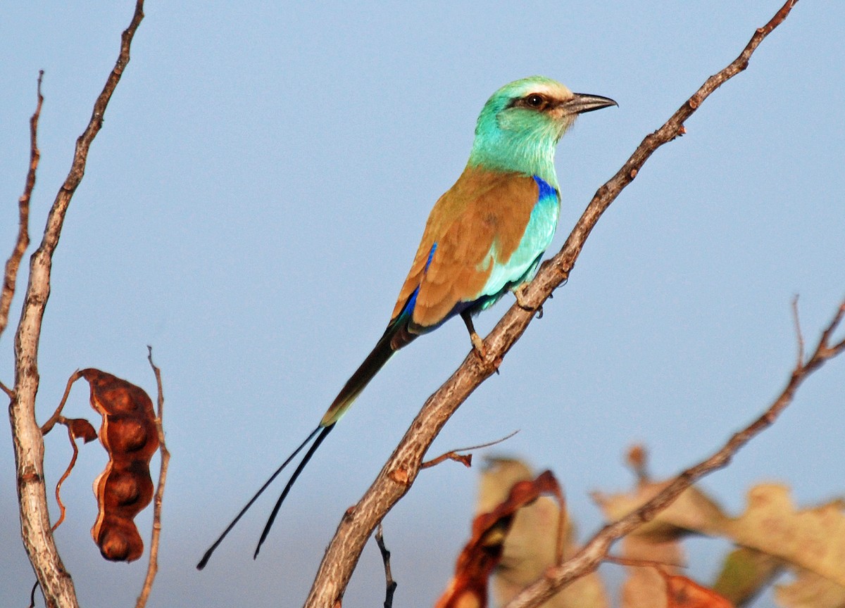 Abyssinian Roller - ML45280561