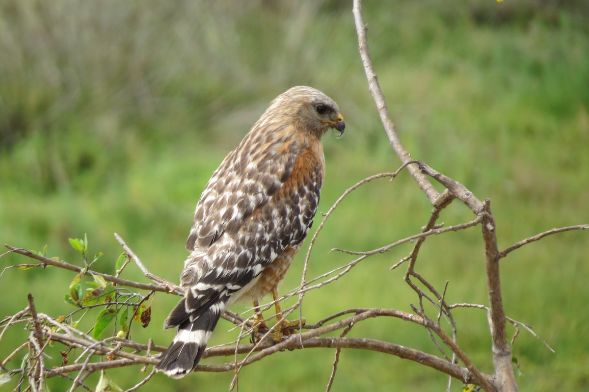 Red-shouldered Hawk - ML452805641