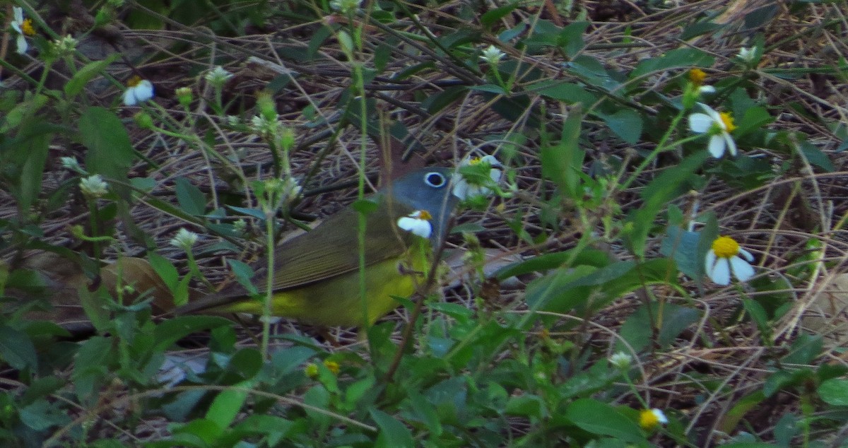 Connecticut Warbler - ML452806001