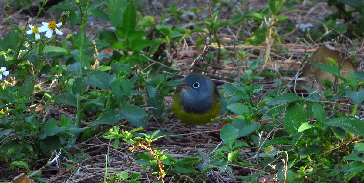 Connecticut Warbler - ML452806061
