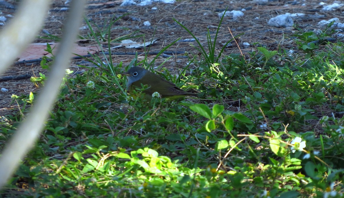 Connecticut Warbler - ML452806151