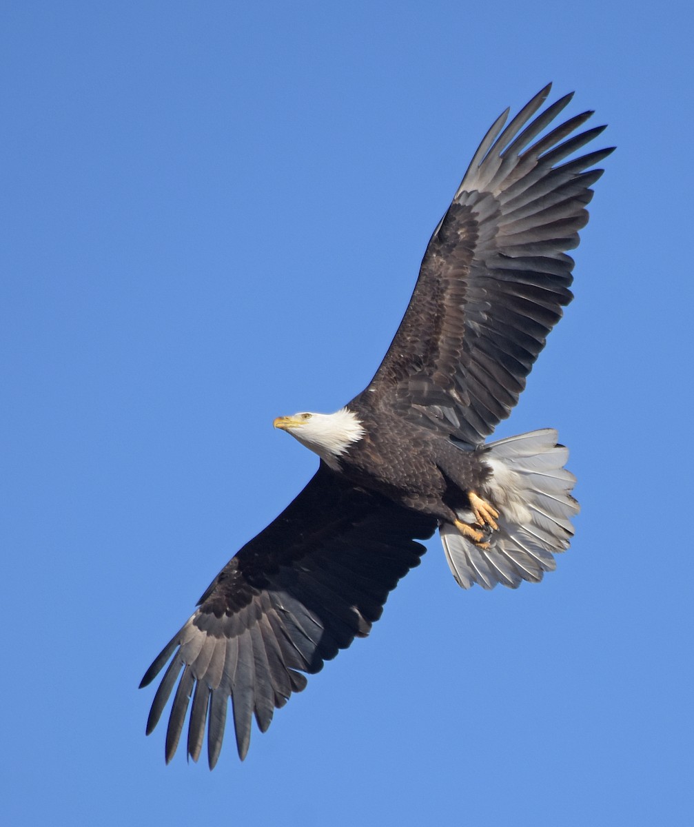 Bald Eagle - Steven Mlodinow