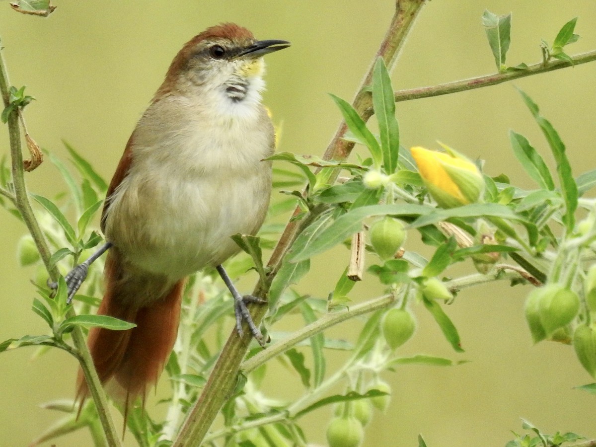 Yellow-chinned Spinetail - ML452807151