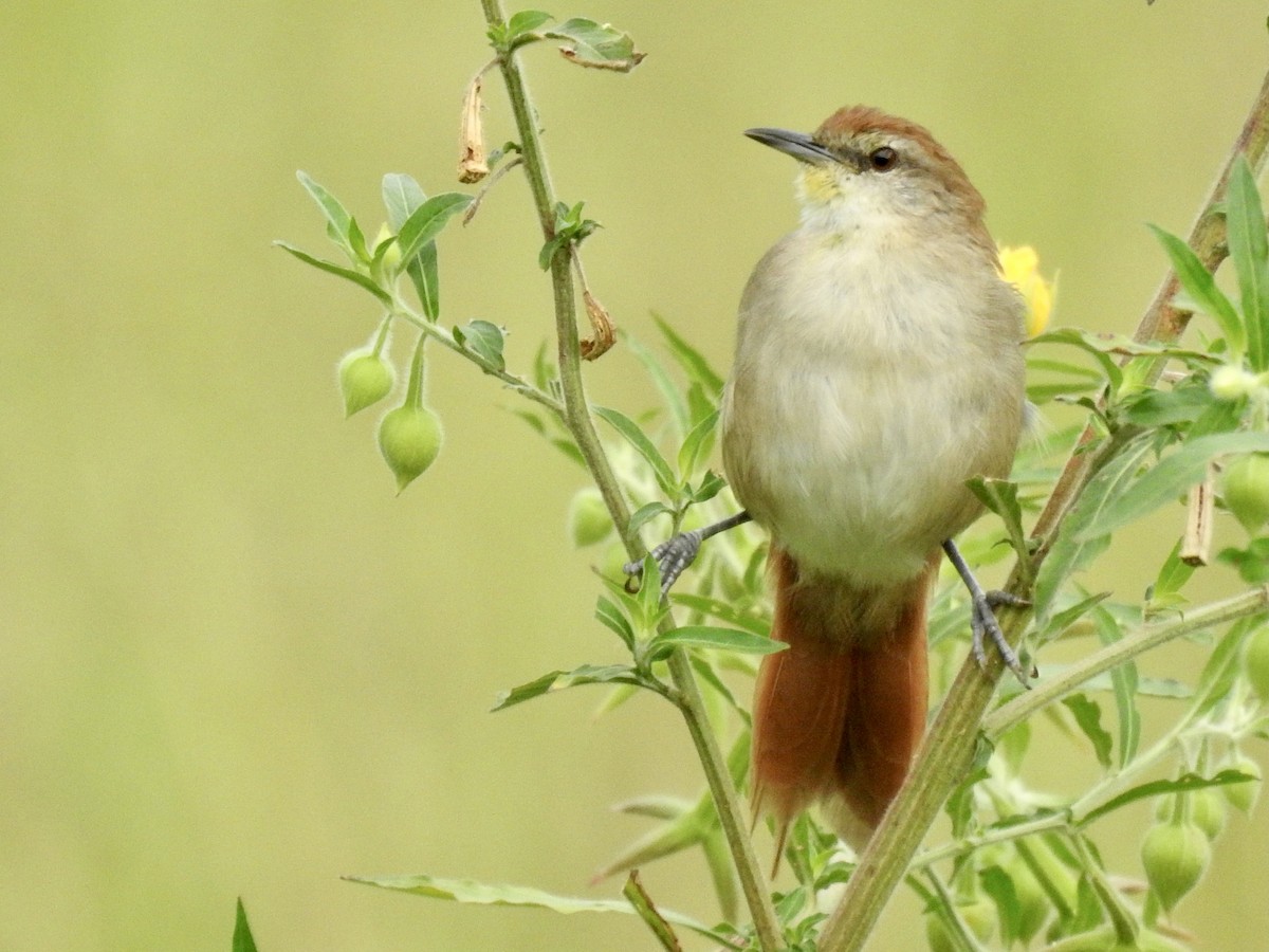 Yellow-chinned Spinetail - ML452807321