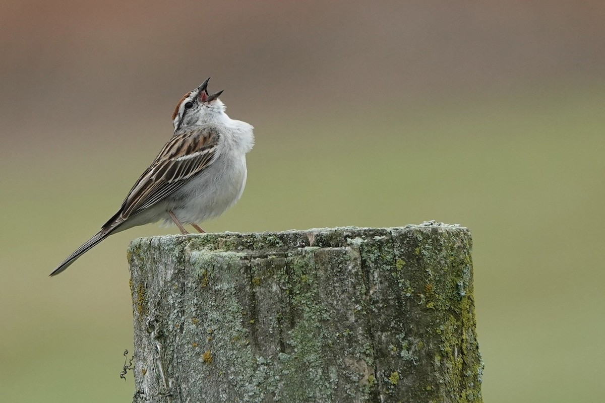Chipping Sparrow - ML452808561