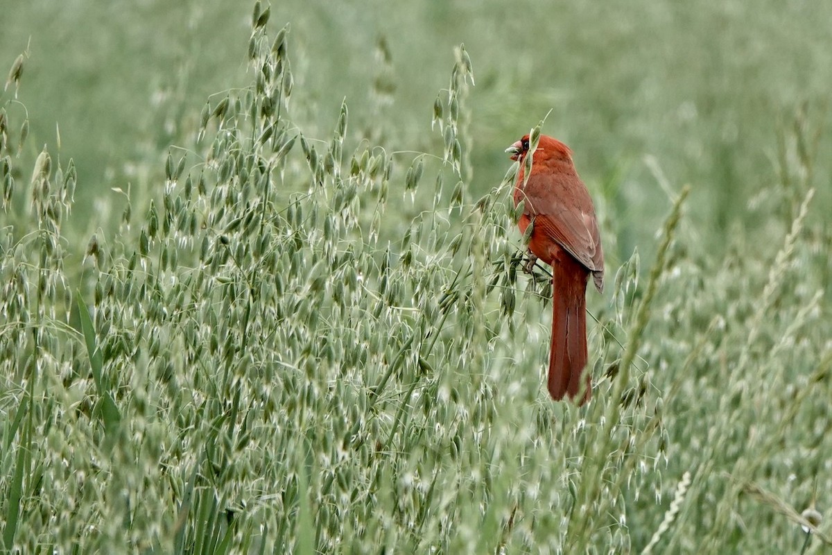 Northern Cardinal - ML452809001