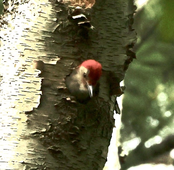 Red-bellied Woodpecker - ML452809091