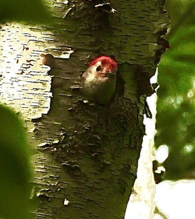 Red-bellied Woodpecker - ML452809101