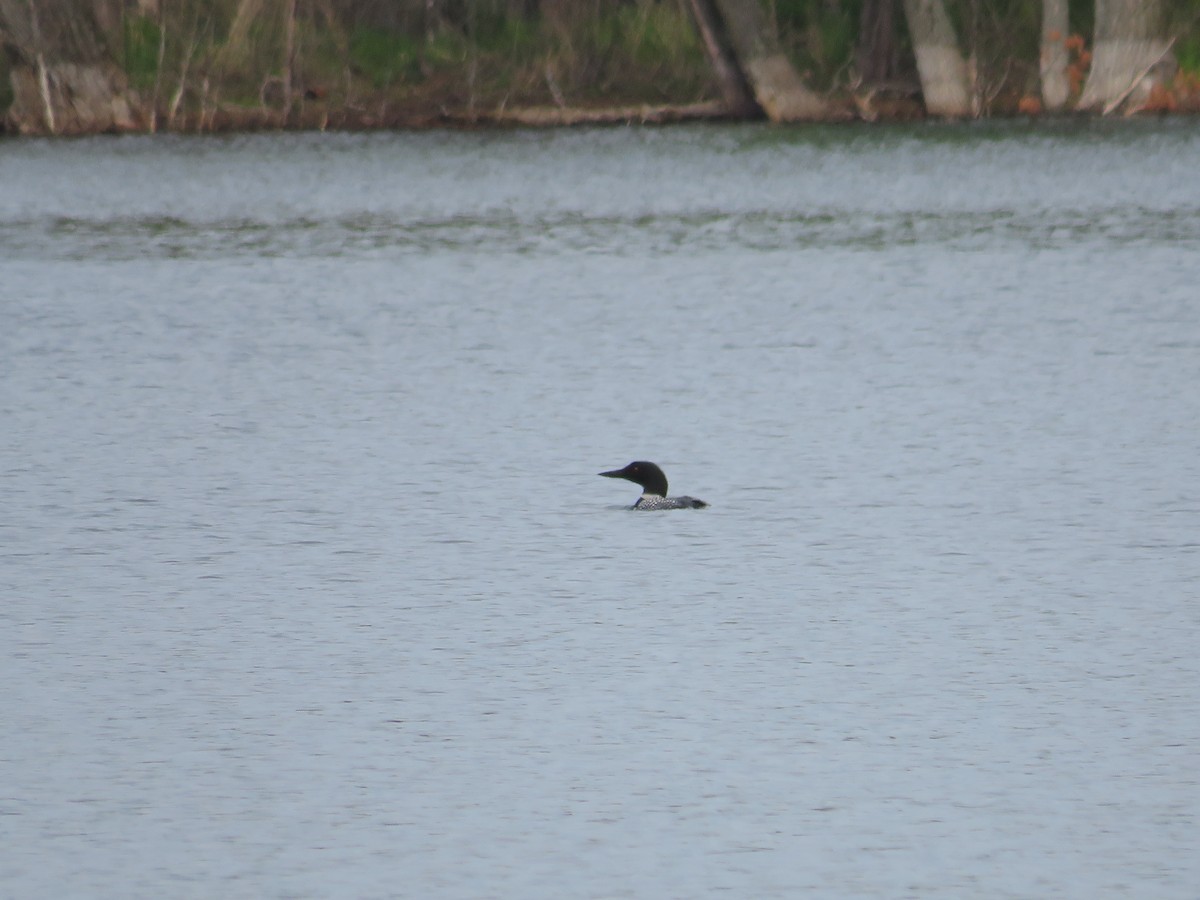 potáplice lední - ML452809451