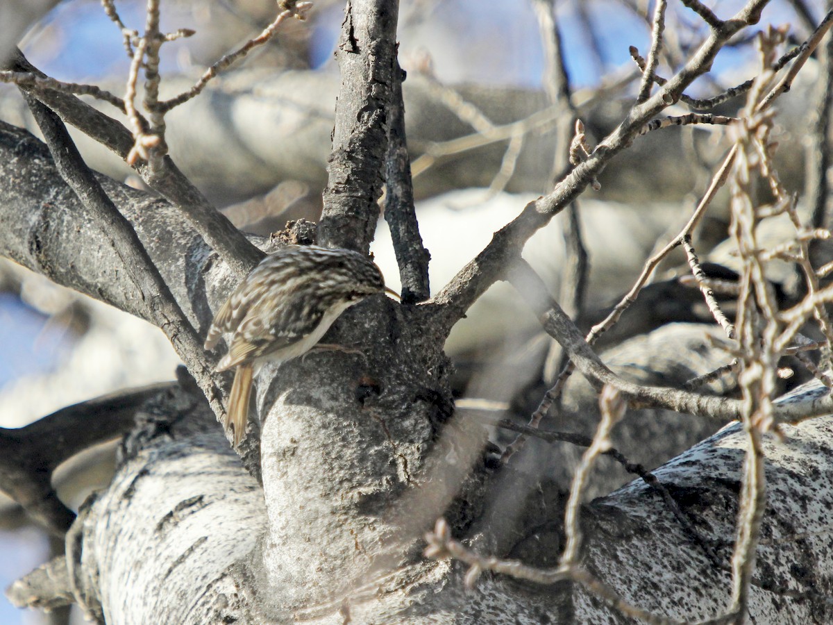 Short-toed Treecreeper
