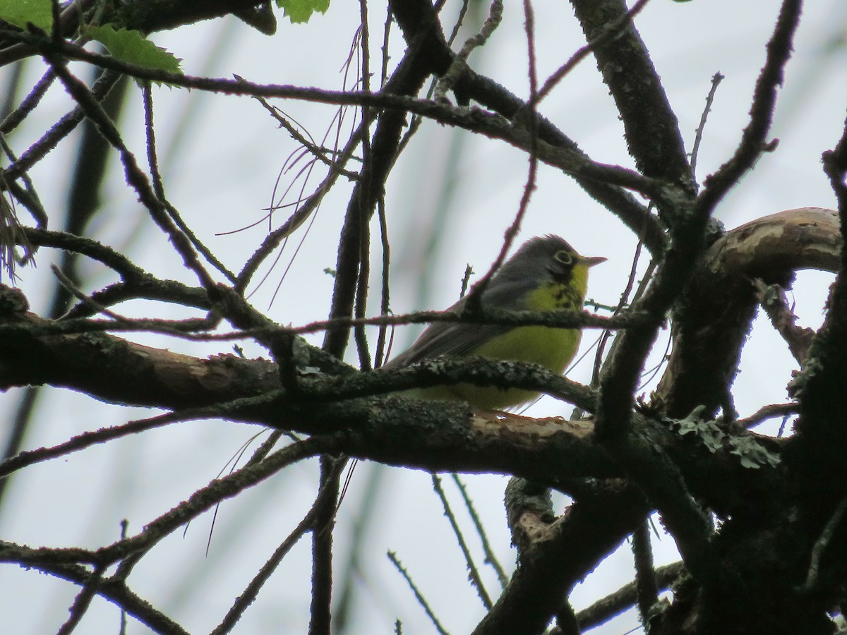 lesňáček kanadský - ML452809551