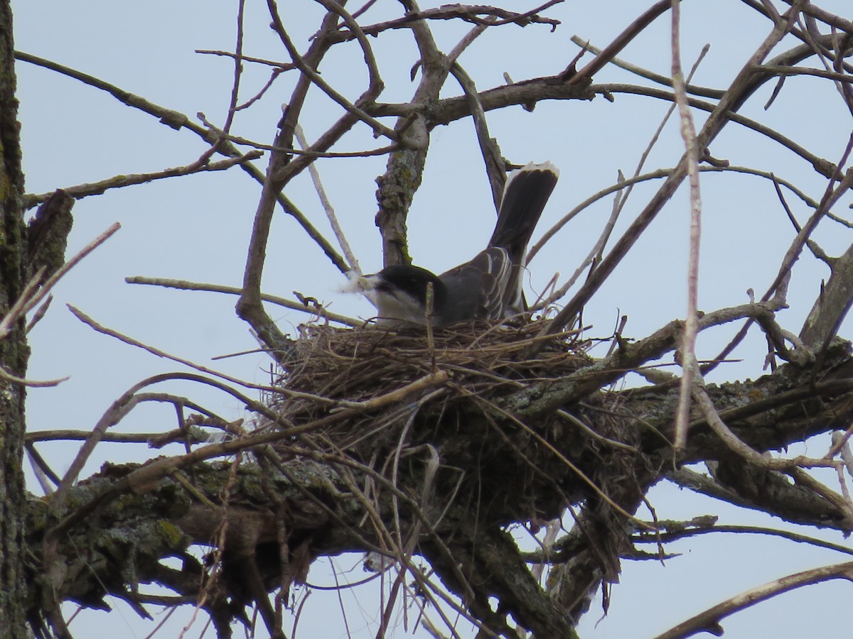 tyran obecný - ML452809701