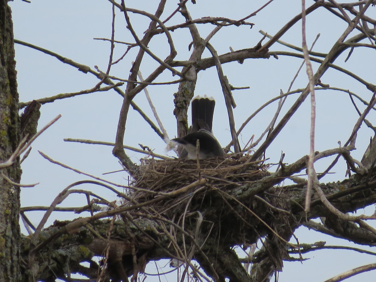 Eastern Kingbird - ML452809741