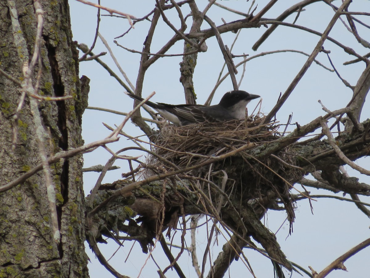 Eastern Kingbird - ML452809751