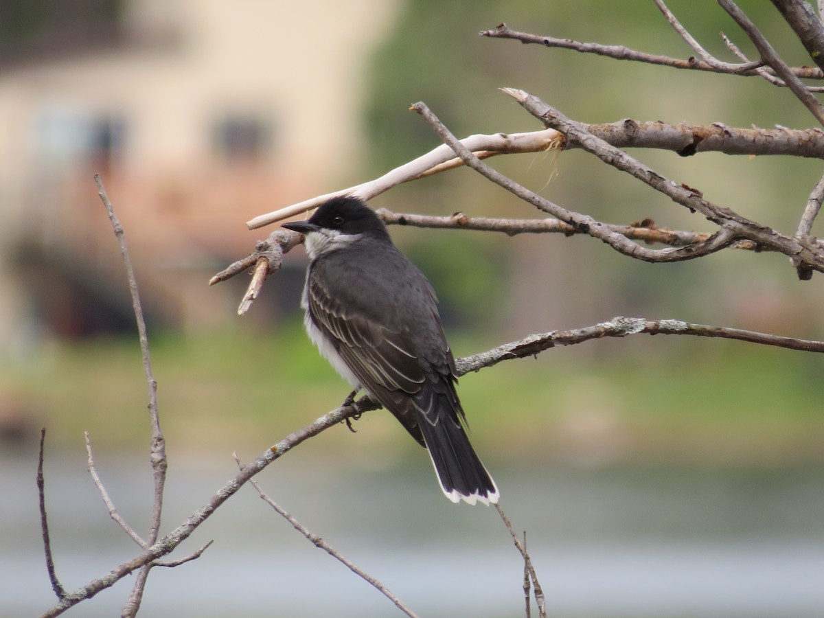 Eastern Kingbird - ML452809781