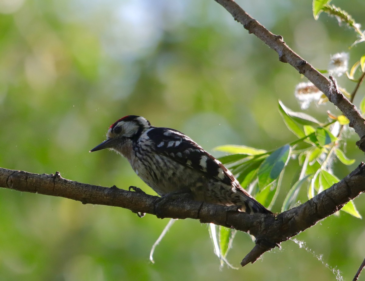 Lesser Spotted Woodpecker - ML452812091