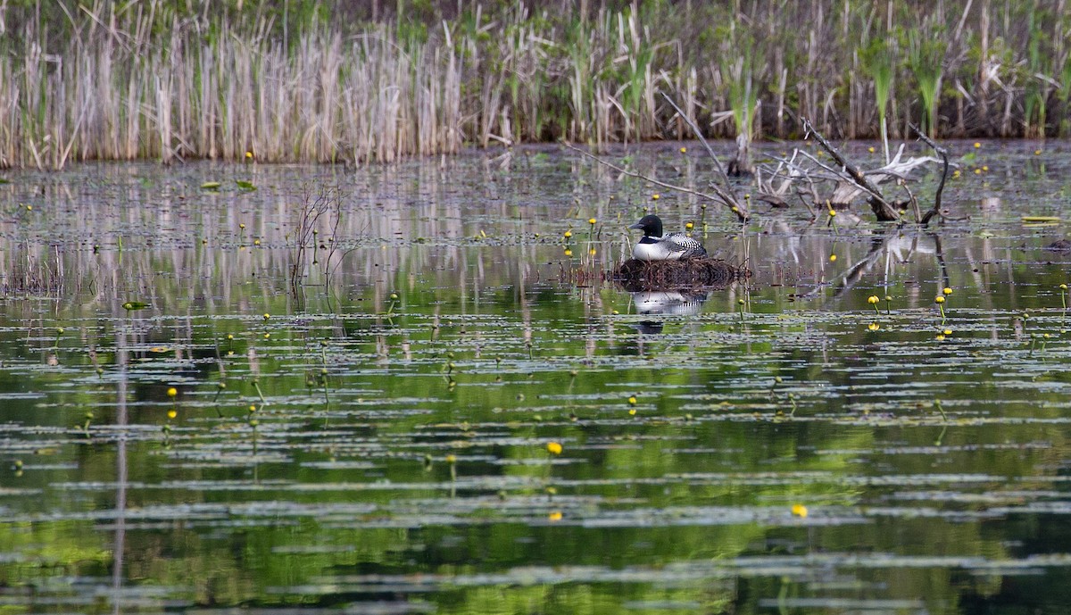 Plongeon huard - ML452812251