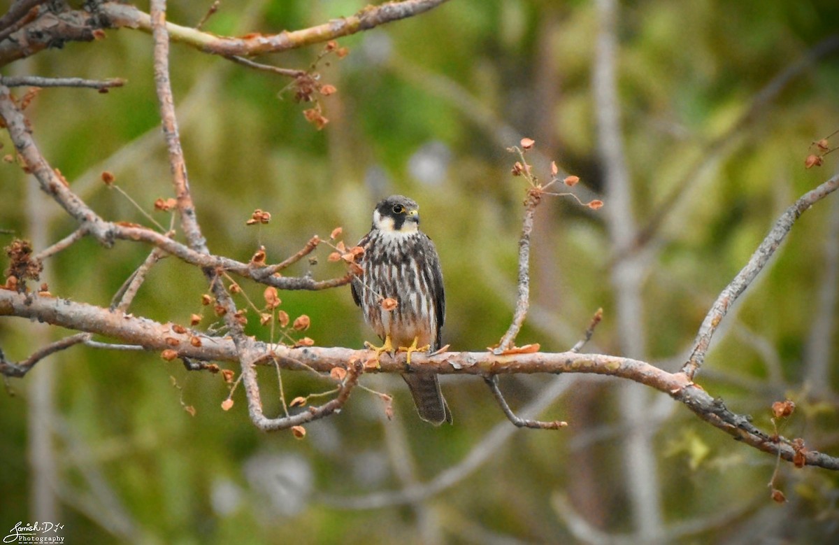 Eurasian Hobby - ML452812711