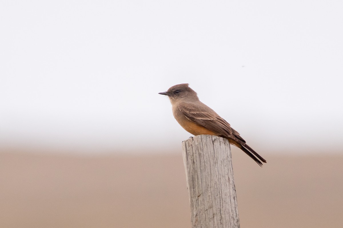 Say's Phoebe - ML452813881