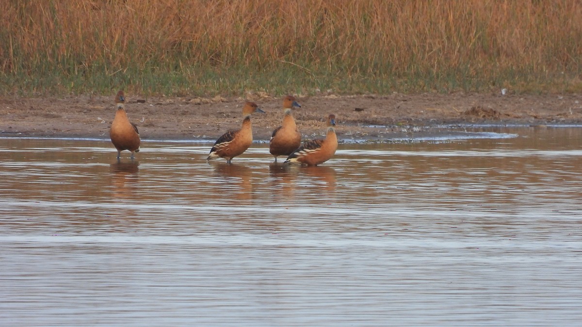 Fulvous Whistling-Duck - ML452814911