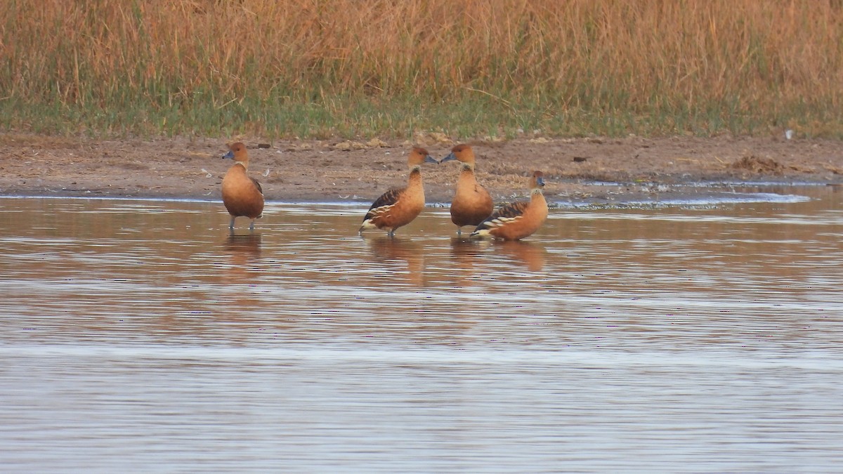 Fulvous Whistling-Duck - ML452814941