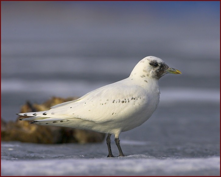 Gaviota Marfileña - ML452816381