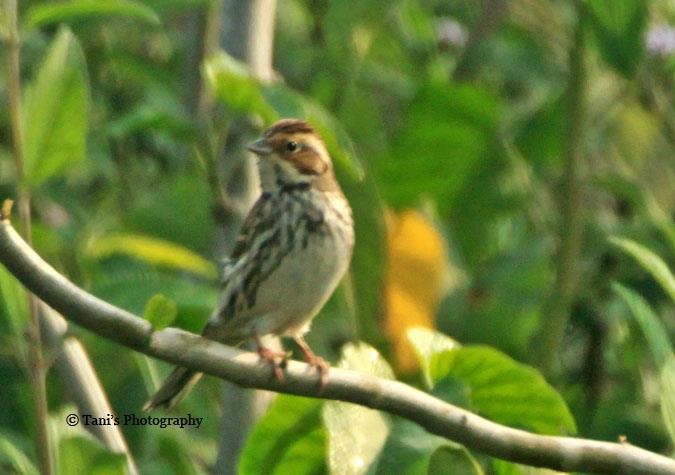 Little Bunting - ML452816801