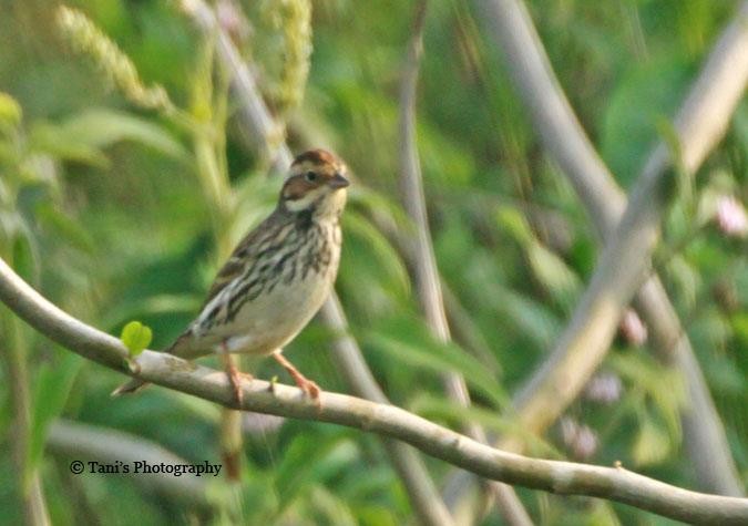 Little Bunting - ML452816811