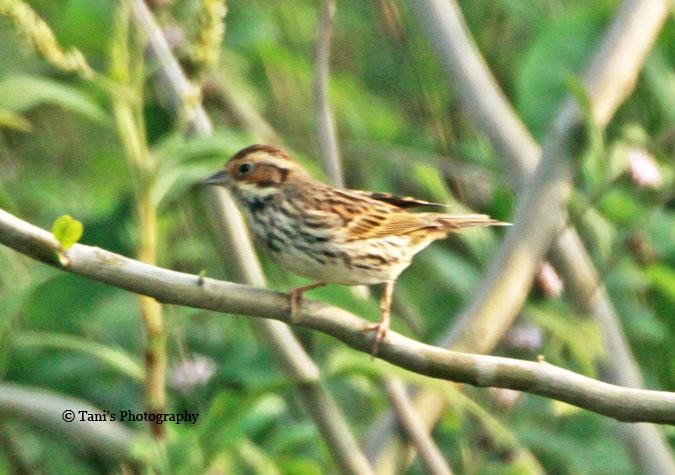 Little Bunting - ML452816821