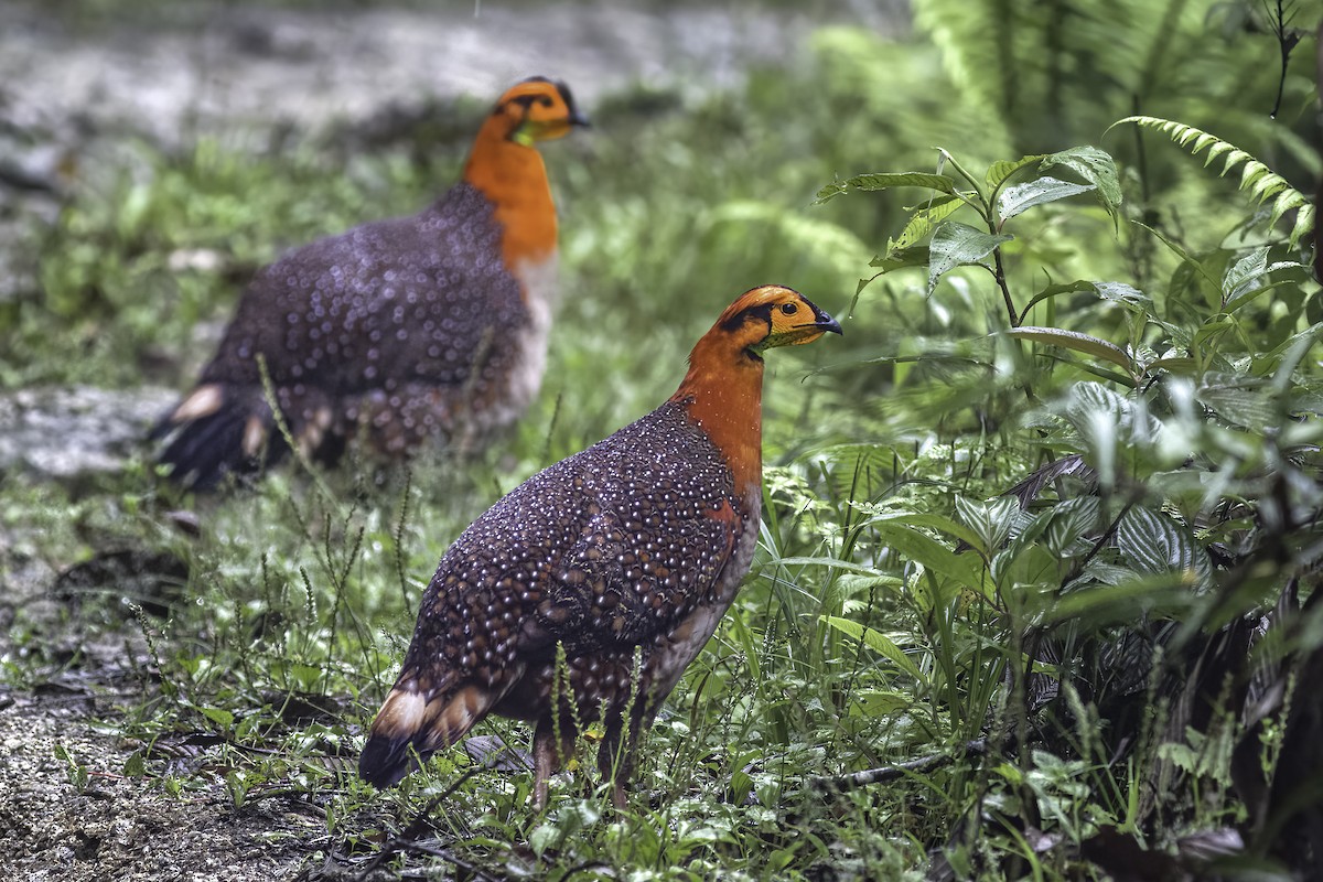 Blyth's Tragopan - ML452818361