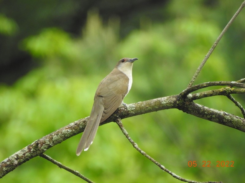 Black-billed Cuckoo - ML452819191