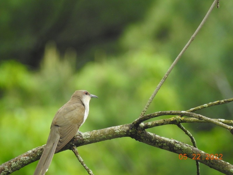 Black-billed Cuckoo - ML452819271