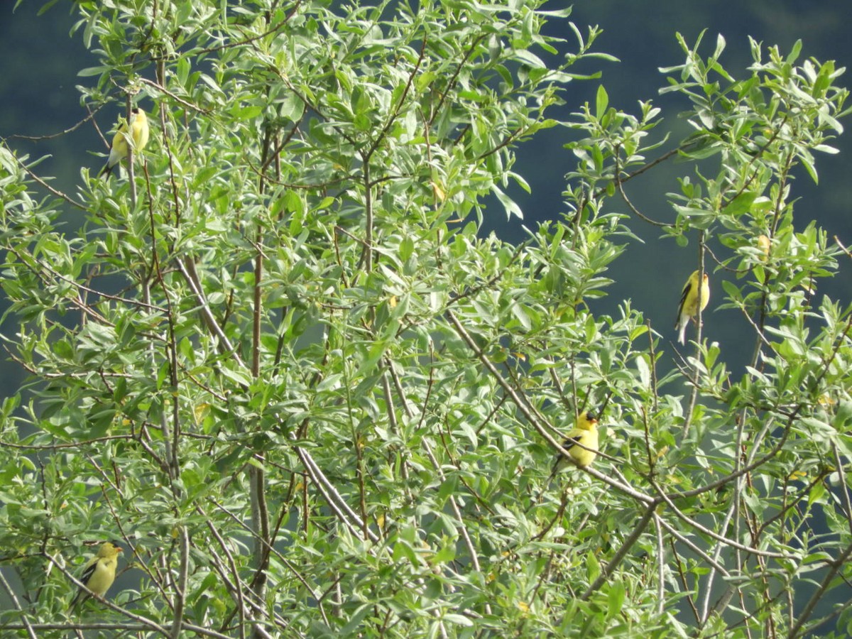 American Goldfinch - ML452819621