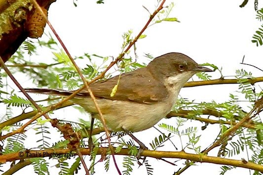 Eastern Orphean Warbler - ML452819891