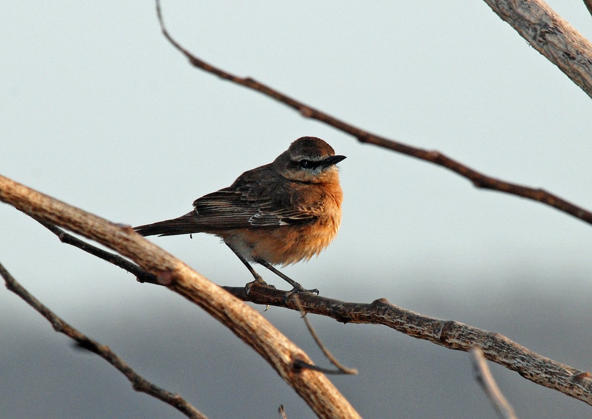 Heuglin's Wheatear - Nigel Voaden