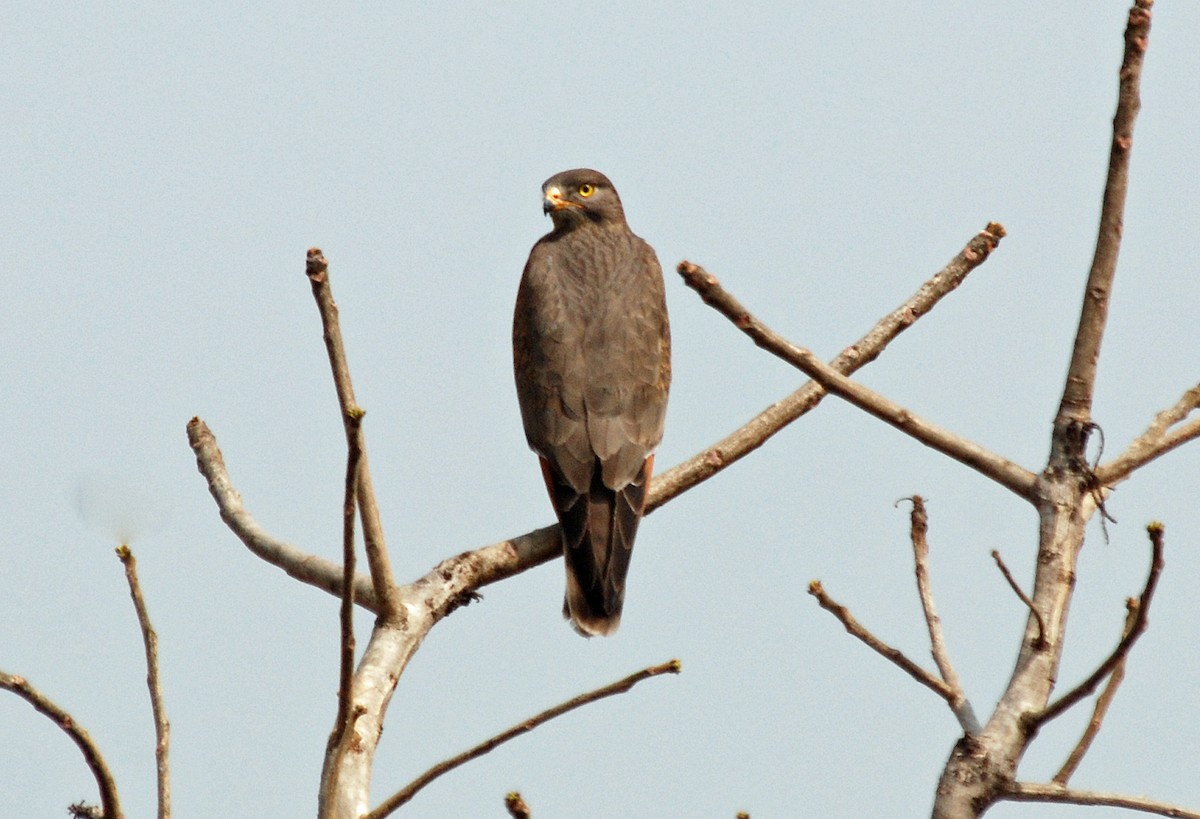 Heuschreckenbussard - ML45282081