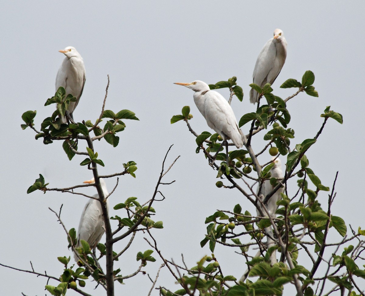 Western Cattle Egret - ML45282101