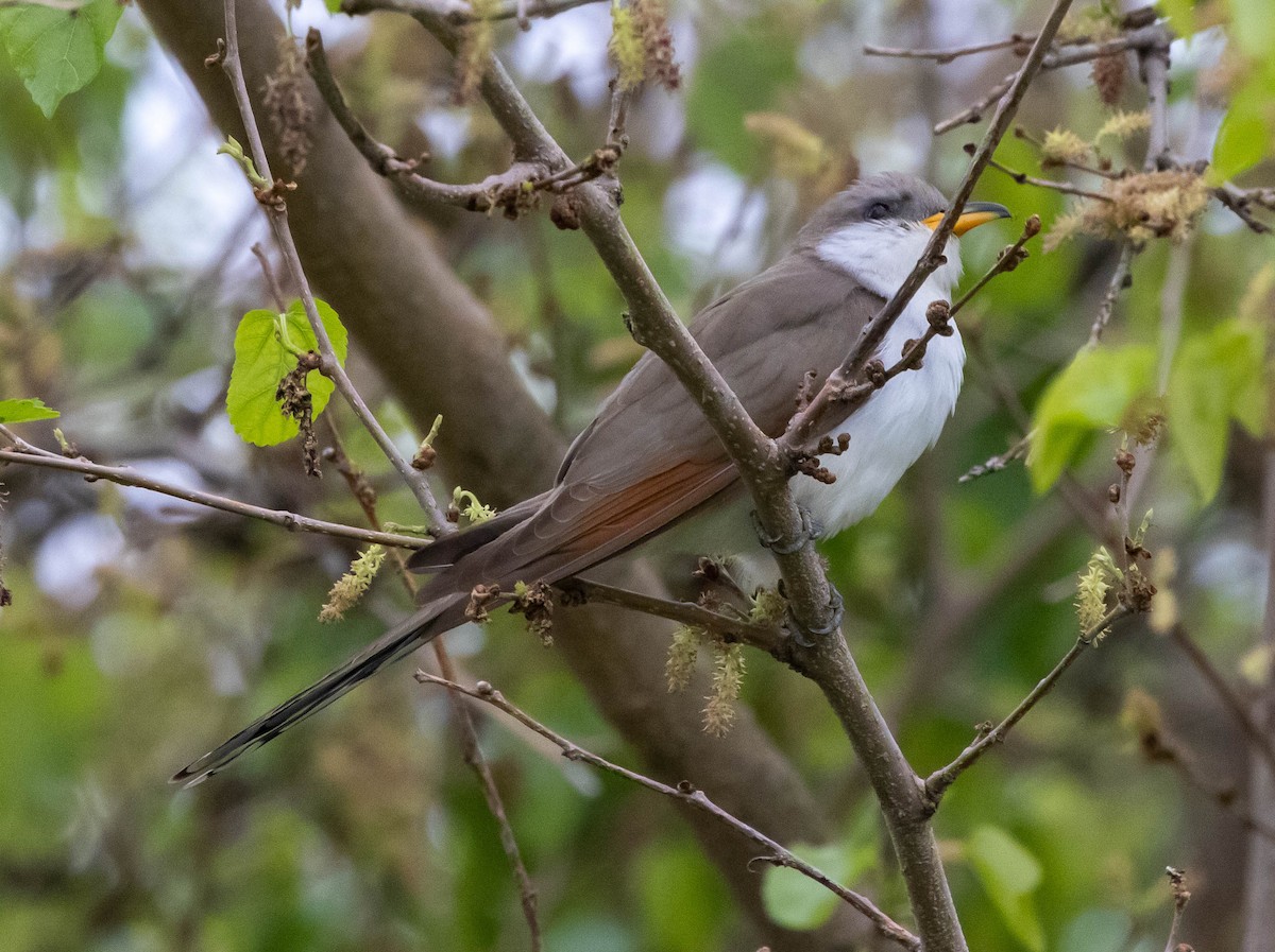 Yellow-billed Cuckoo - ML452821061