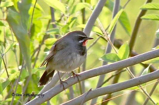 Chinese Rubythroat - ML452821521