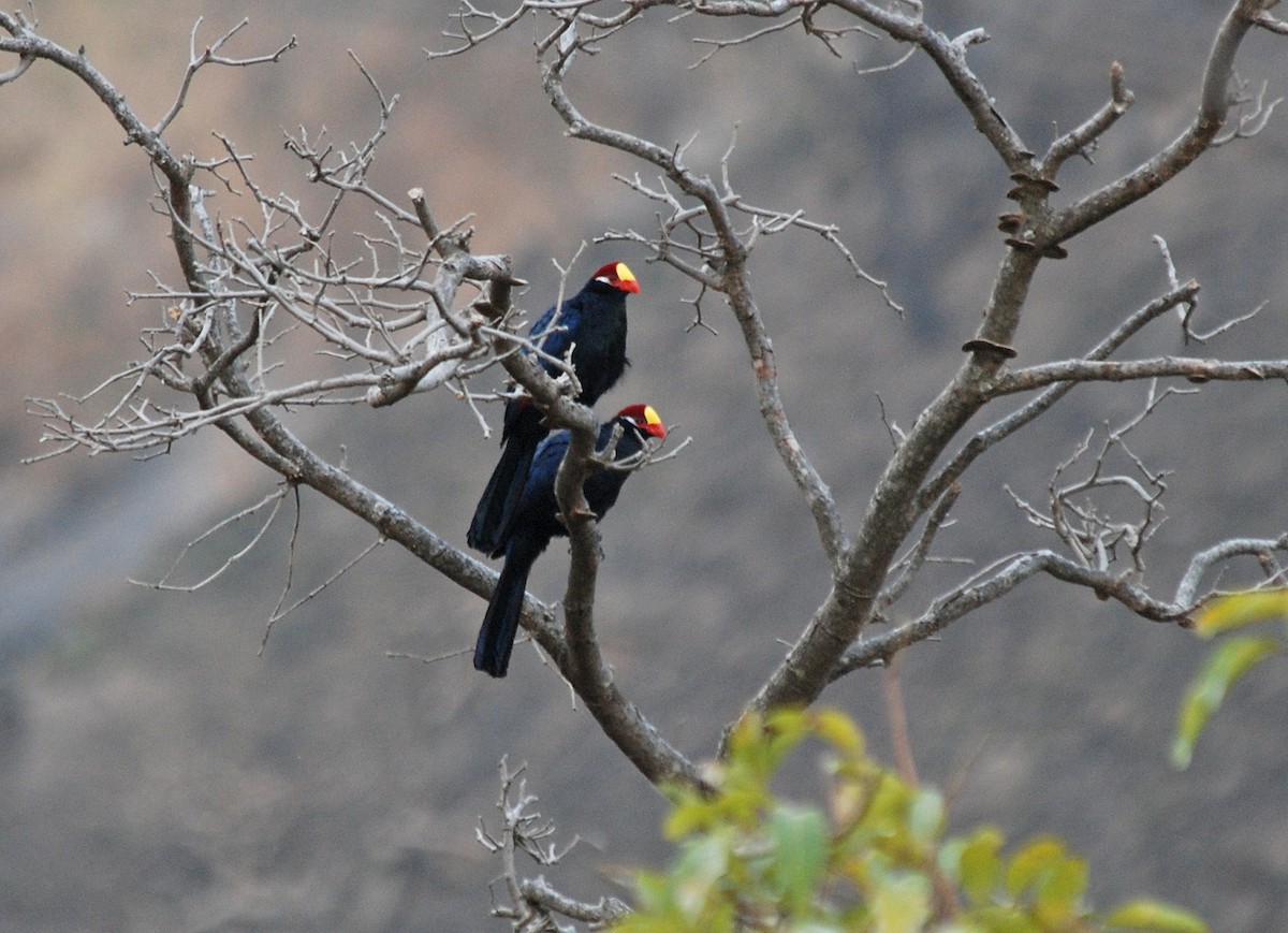 Violet Turaco - ML45282221