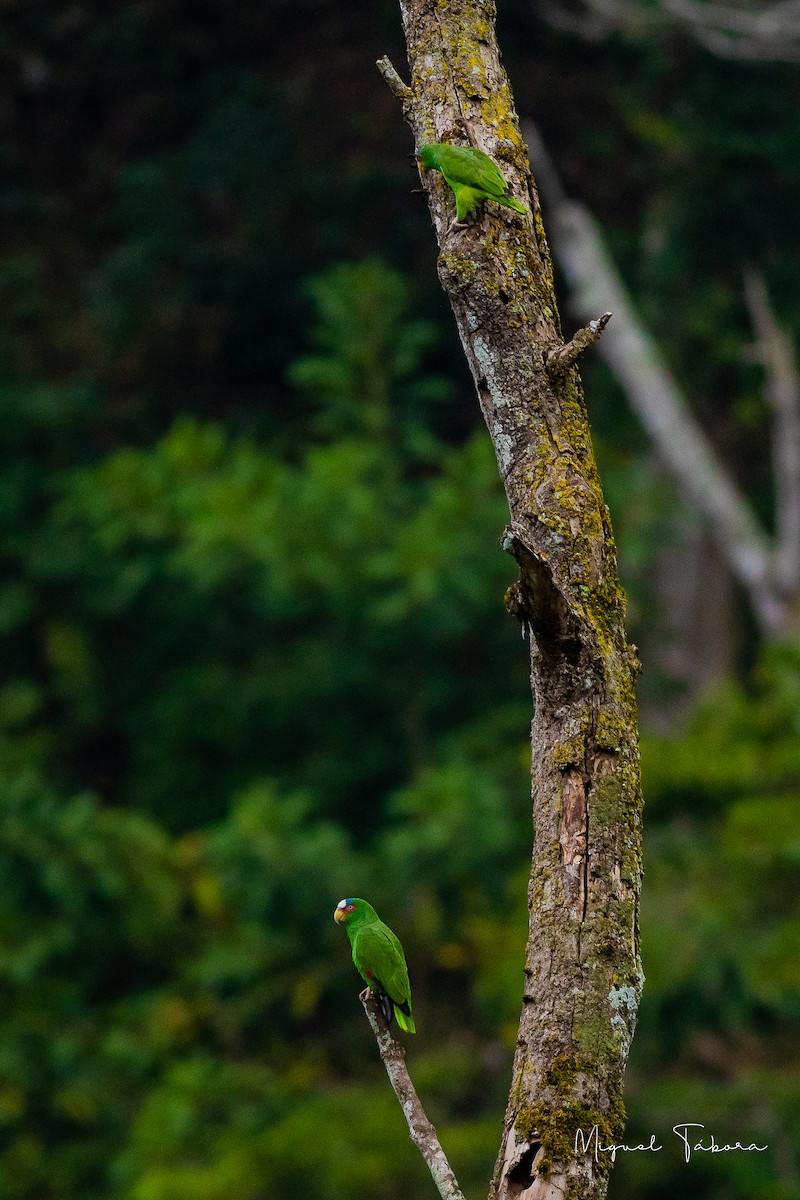 White-fronted Parrot - ML452823601