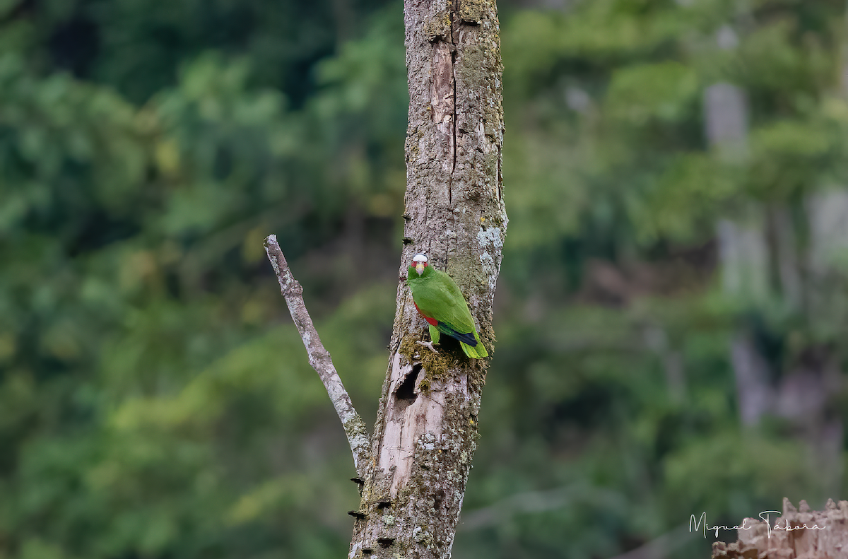 White-fronted Parrot - ML452823851