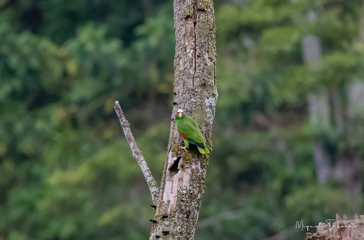 コボウシインコ - ML452823851