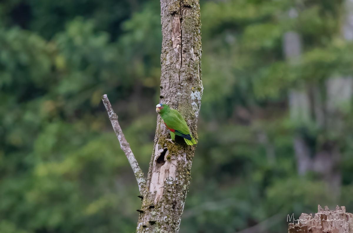 White-fronted Parrot - ML452823871