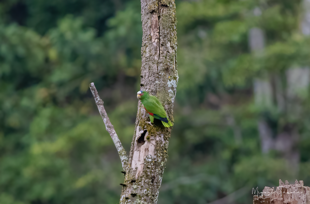 コボウシインコ - ML452823871