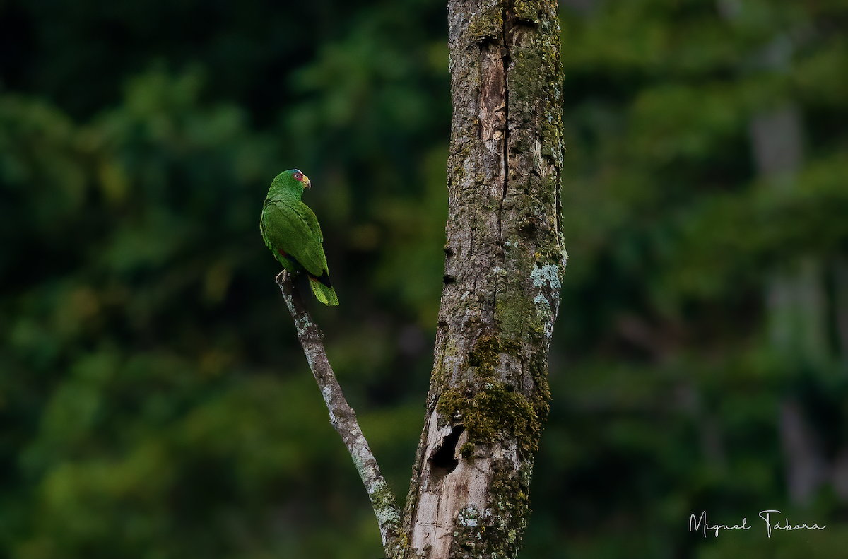 White-fronted Parrot - ML452823891